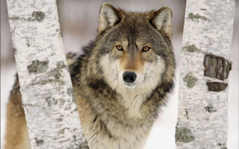 Le loup, mon animal totem. Qui de mieux pour représenter la communication avec les animaux que je te propose ?