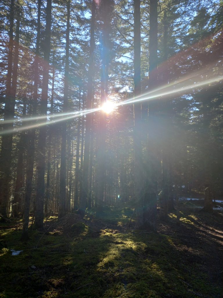 Photo de la lumière du soleil qui traverse les arbres d'une forêt dans le Hautes-Pyrénées, lieu ressource pour moi. 