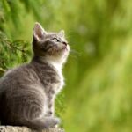 Communication animale avec les chats et connexion à la nature