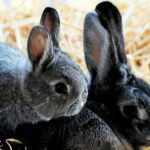 Communication animale avec des lapins